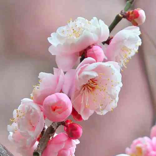 الوین ناصر چکیلین قاضی گلیر